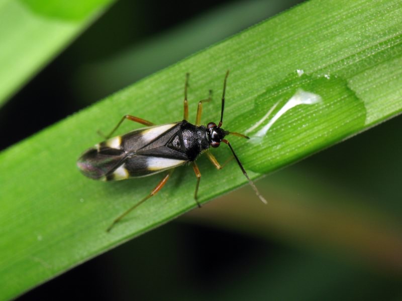 Dryophilocoris flavoquadrimaculatus (De Geer, 1773)